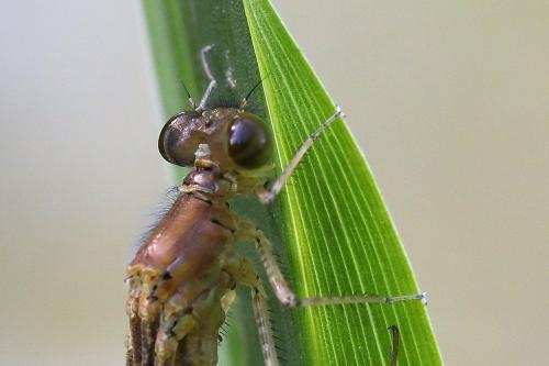 Erythromma lindenii